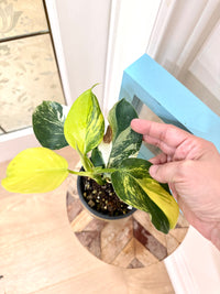 Philodendron White Wizard Tricolour