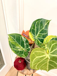 Anthurium Silver Blush x (Hope x Crystal)