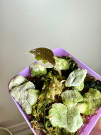 Alocasia Chantrieri Pink