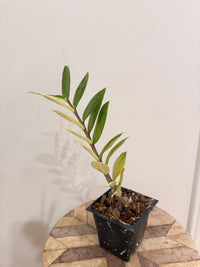 ZZPlant Aurea