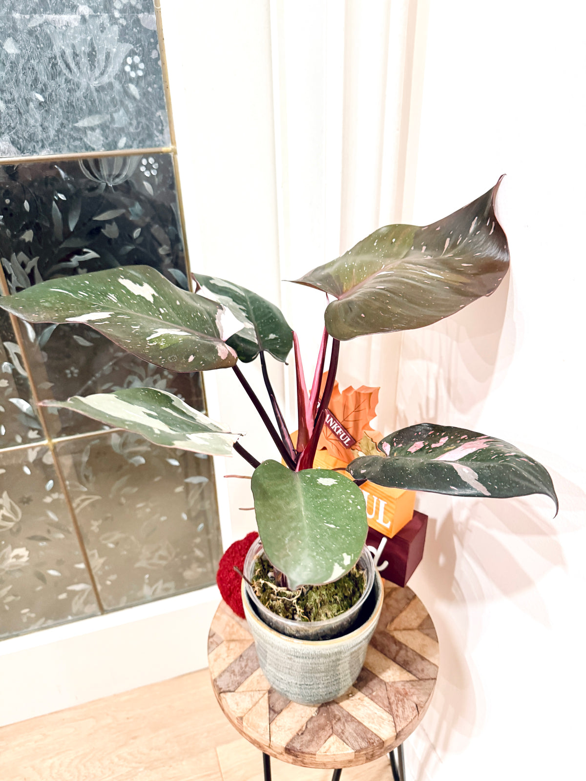 Philodendron Red Anderson Variegated