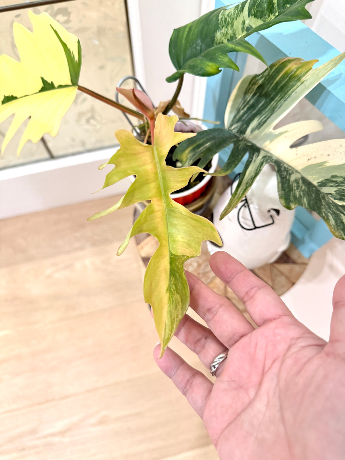 Philodendron Flobe x Tortum