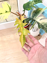 Philodendron Flobe x Tortum
