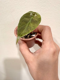 Alocasia Sedenii Aurea