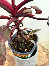 Philodendron Pink Princess Galaxy