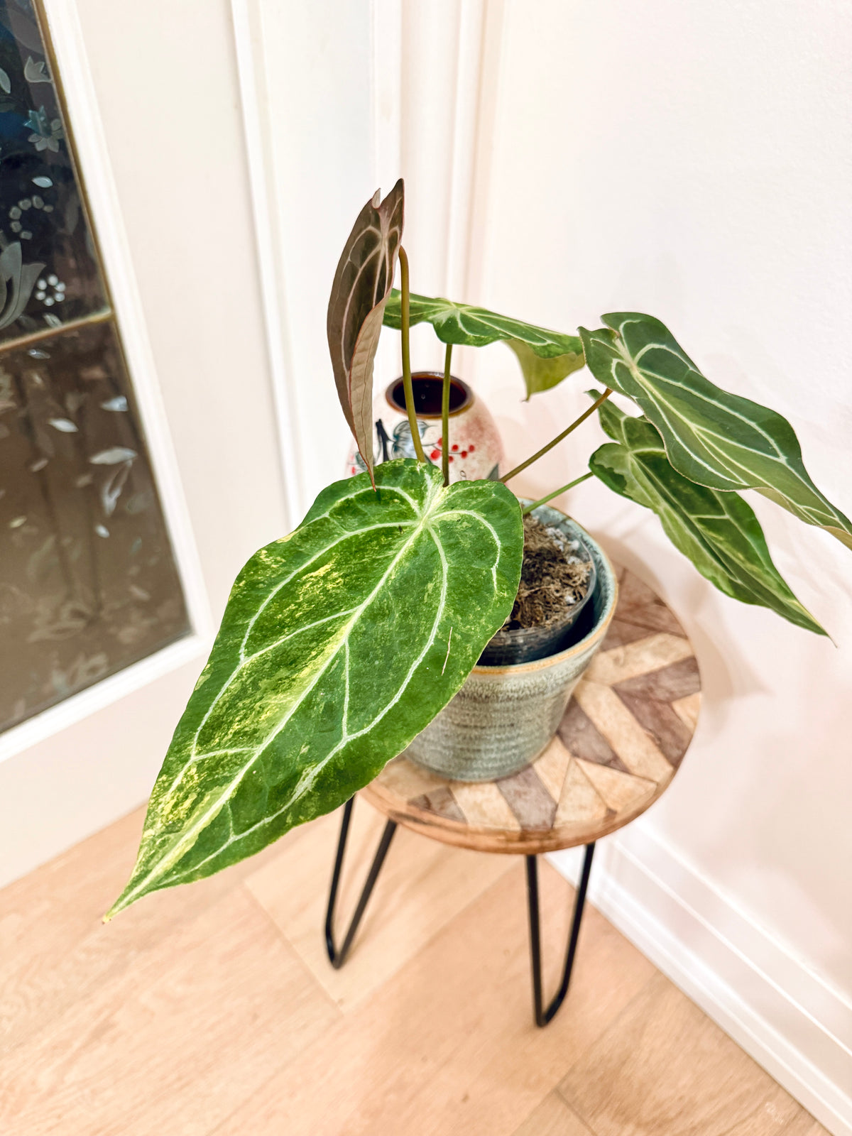 Anthurium Crystallinum x Forgetii Variegated