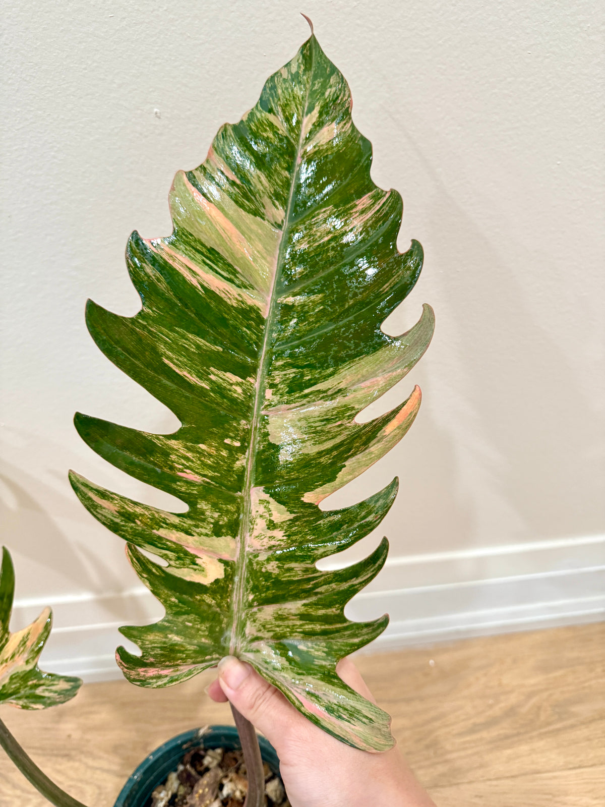 Philodendron Caramel Marble