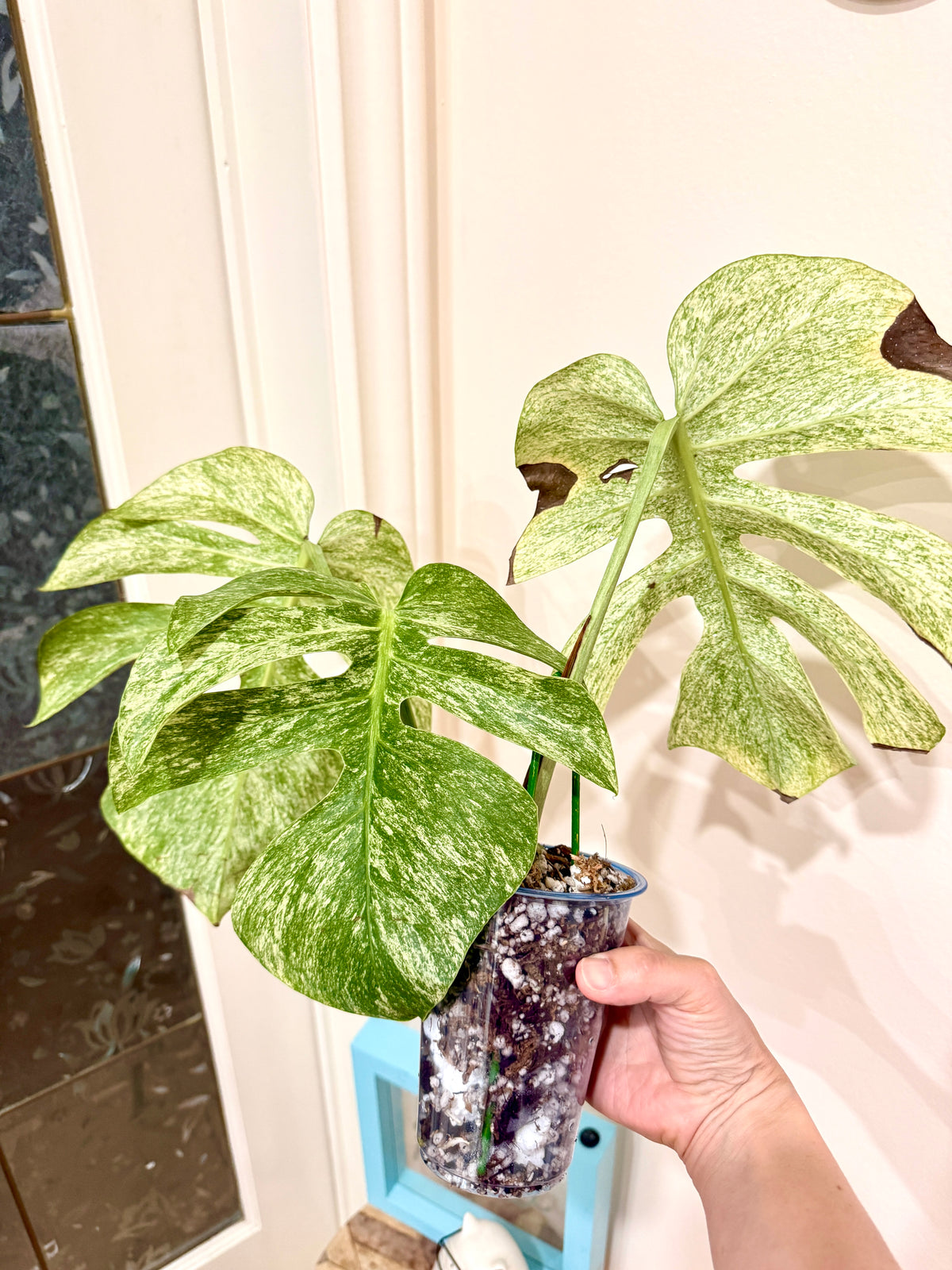 Monstera Full Mint