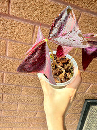 Oxalis Triangularis Variegated