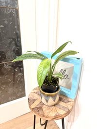 Rhaphidophora Gorilan Variegated