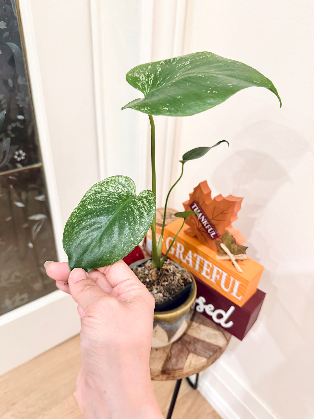 Monstera Devil