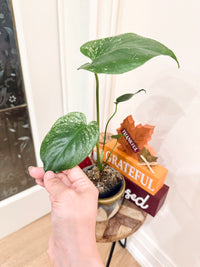Monstera Devil