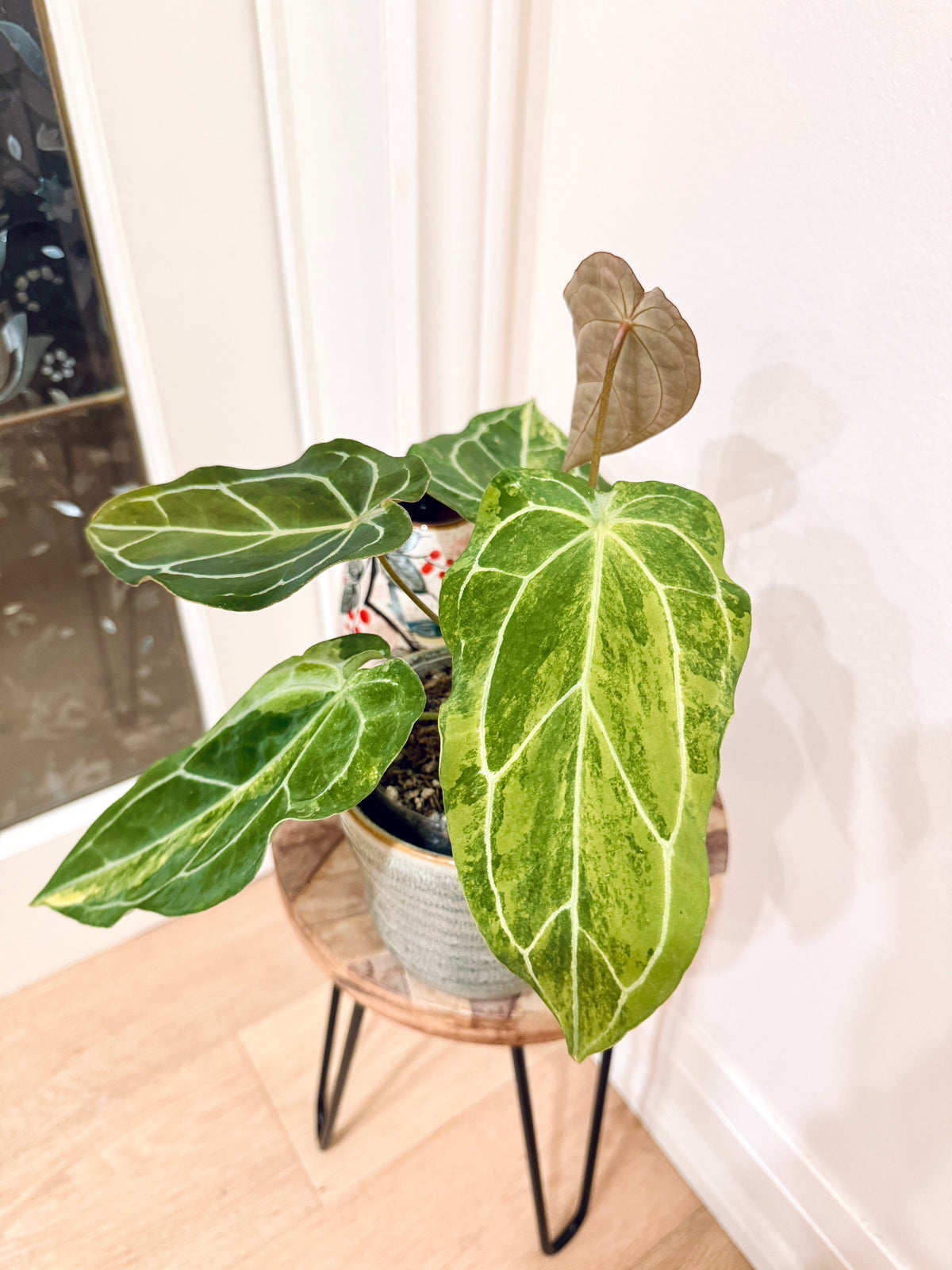 Anthurium Crystallinum x Forgetii Variegated