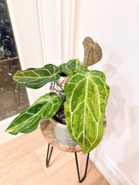 Anthurium Crystallinum x Forgetii Variegated