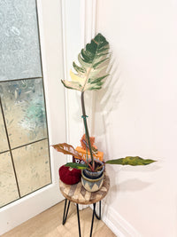 Philodendron Caramel Marble