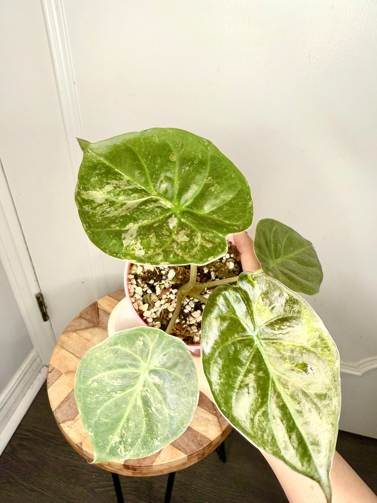 Alocasia Silver Wentii Splash