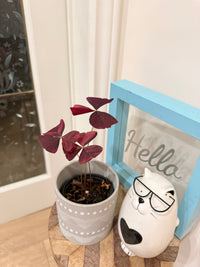 Oxalis Triangularis Variegated