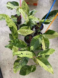 Rhaphidophora Gorilan variegated