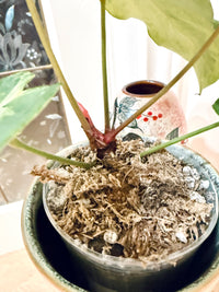 Anthurium Crystallinum x Forgetii Variegated