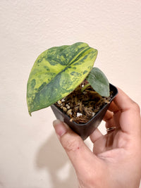 Alocasia Nebula Aurea Variegated