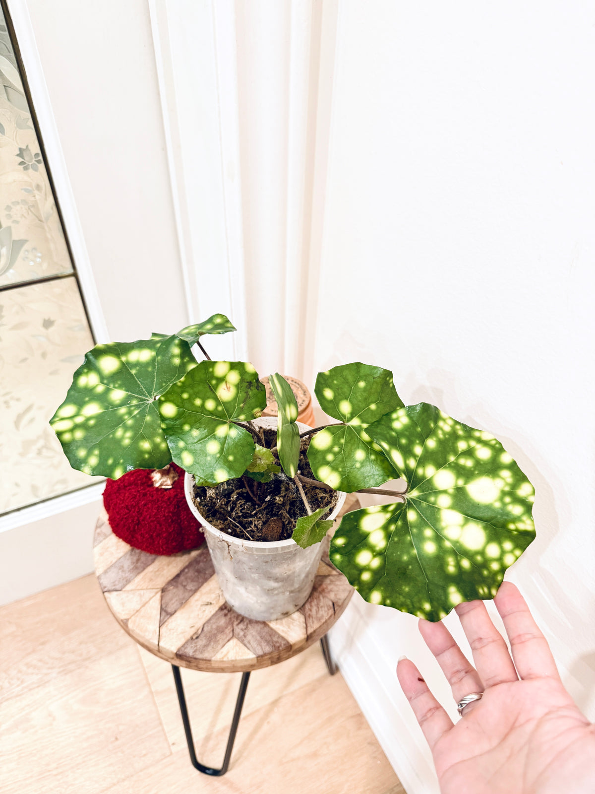 Variegated Leopard Plant