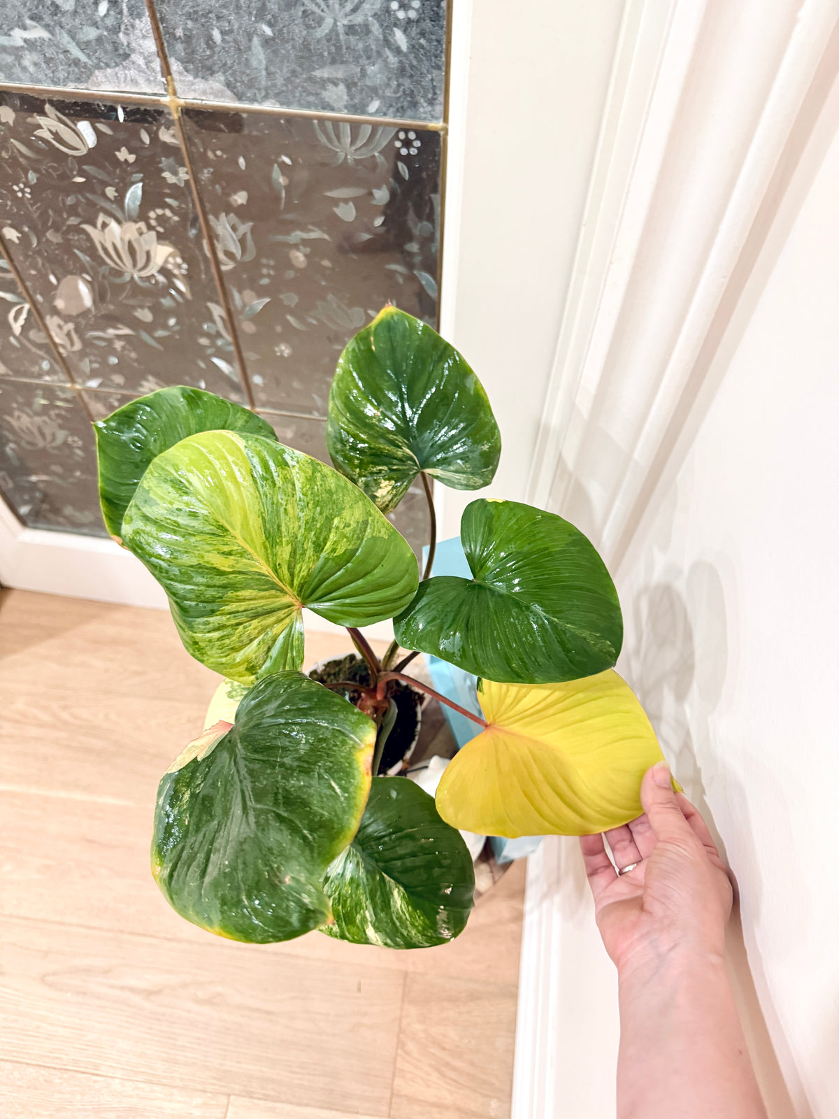 Homalomena Rubescen Tricolour