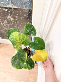 Homalomena Rubescen Tricolour