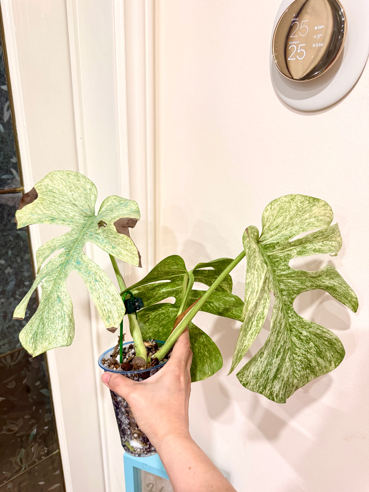 Monstera Full Mint