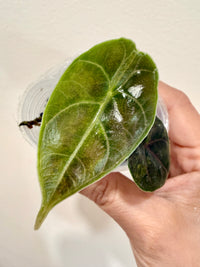 Alocasia Azlanii Aurea