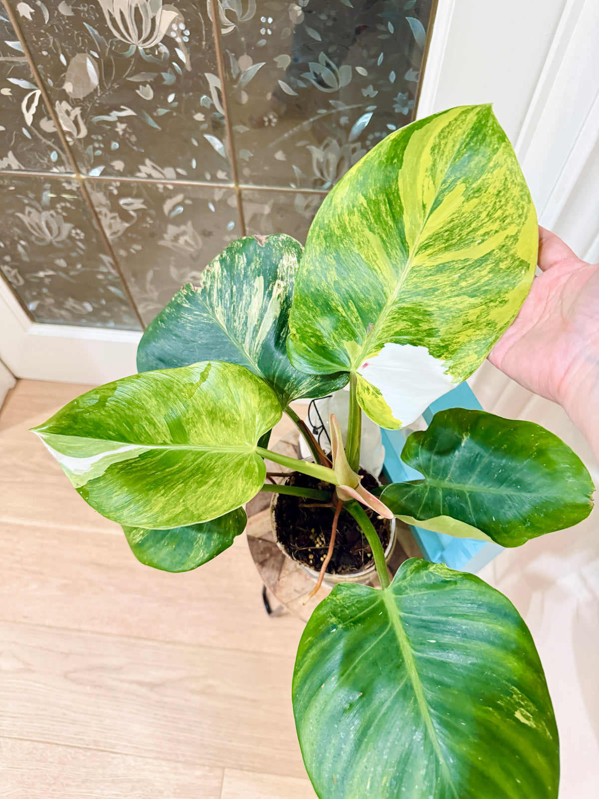Philodendron White Knight Aurea/Tricolour