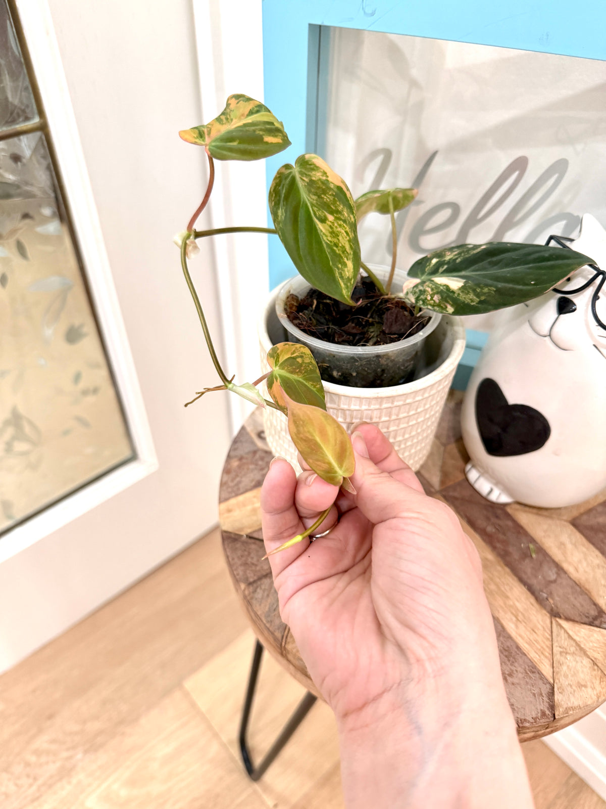 Philodendron Micans Variegated