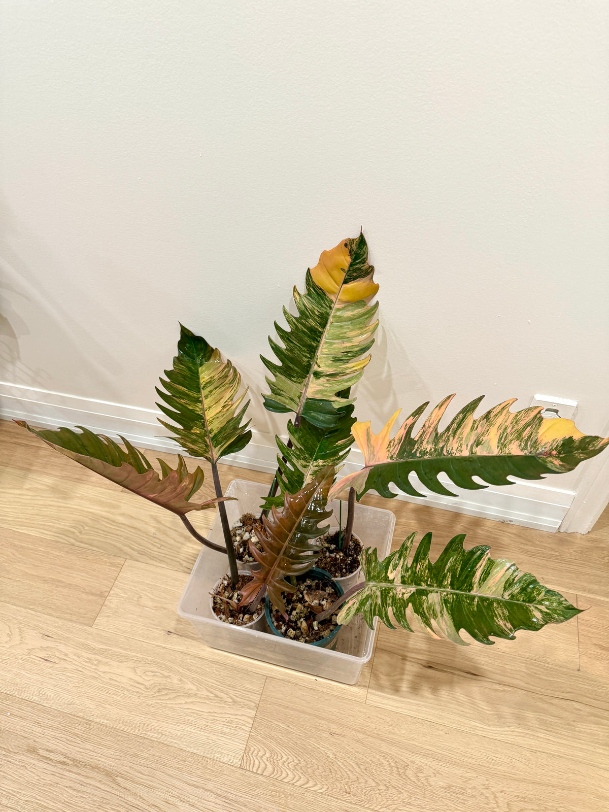 Philodendron Caramel Marble