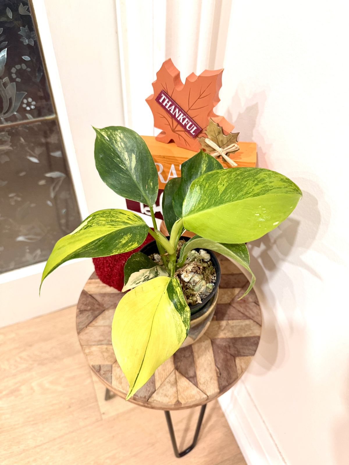 Philodendron White Wizard Tricolour
