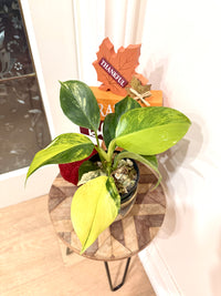 Philodendron White Wizard Tricolour