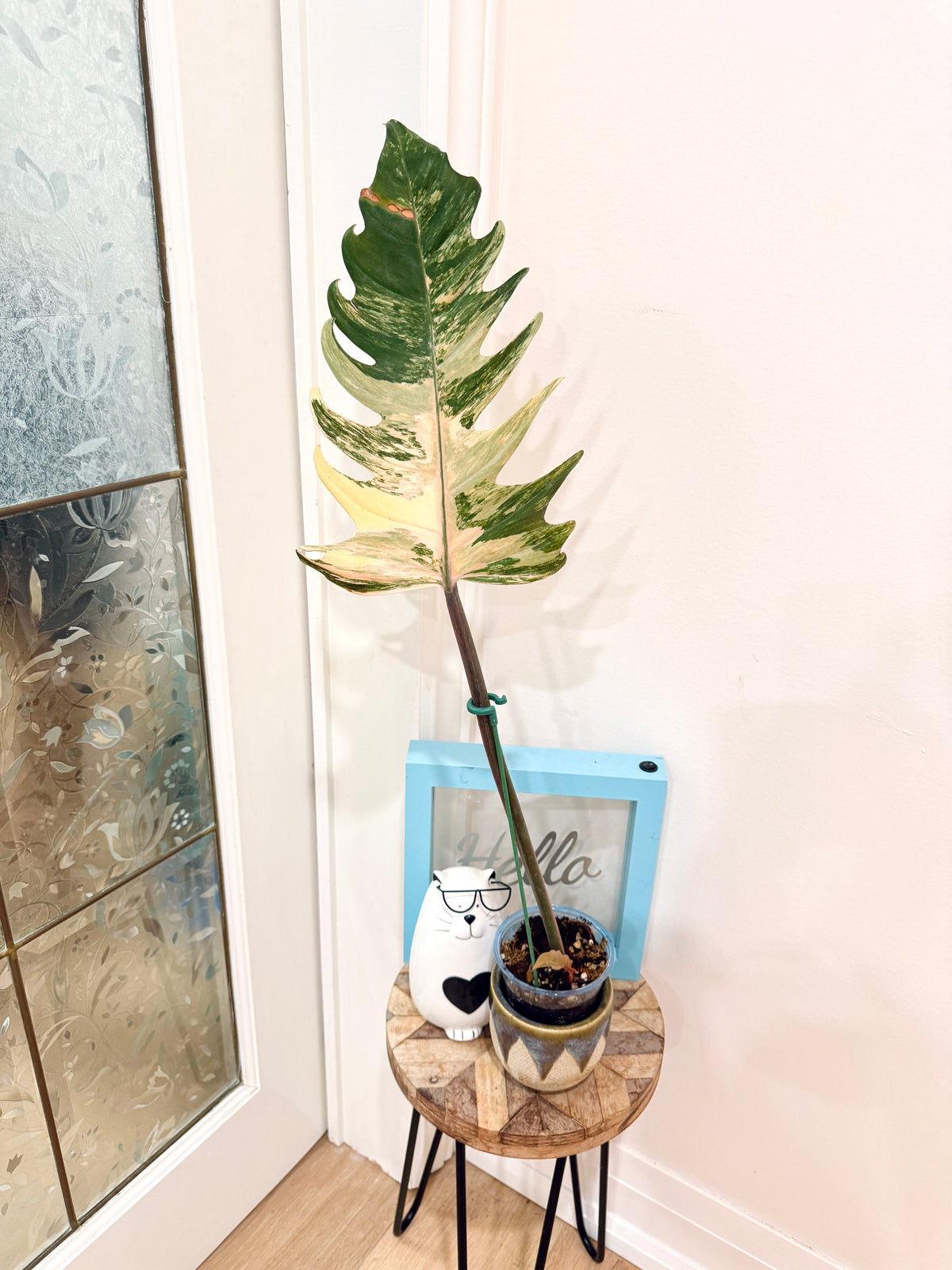 Philodendron Caramel Marble
