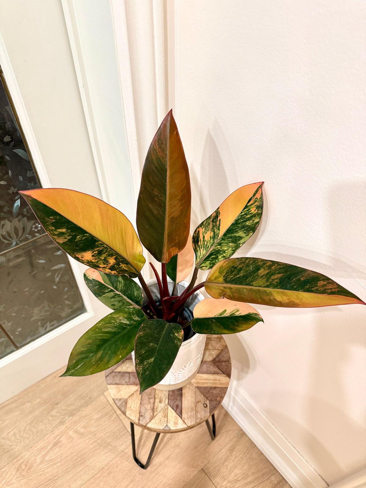 Philodendron Red Congo Variegated