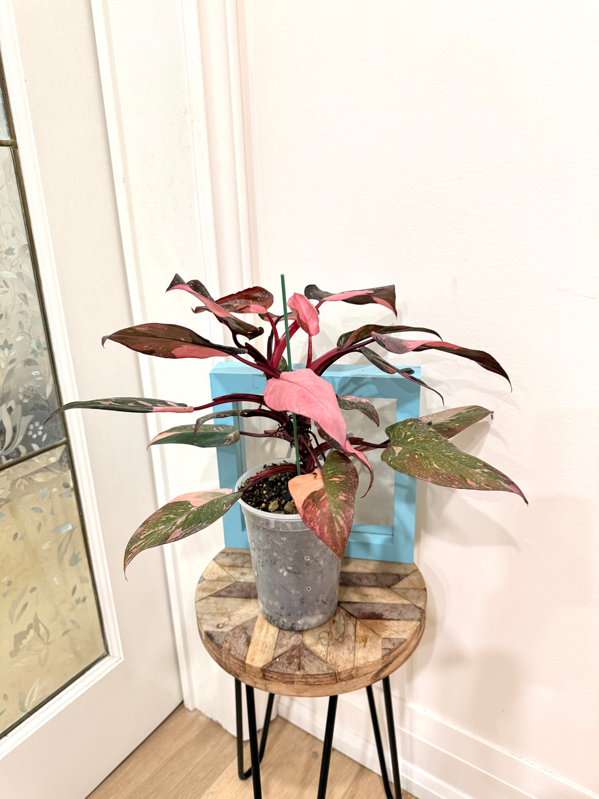 Philodendron Pink Princess Galaxy