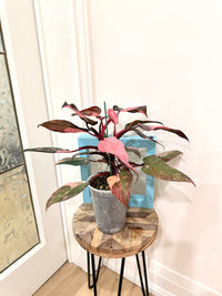 Philodendron Pink Princess Galaxy
