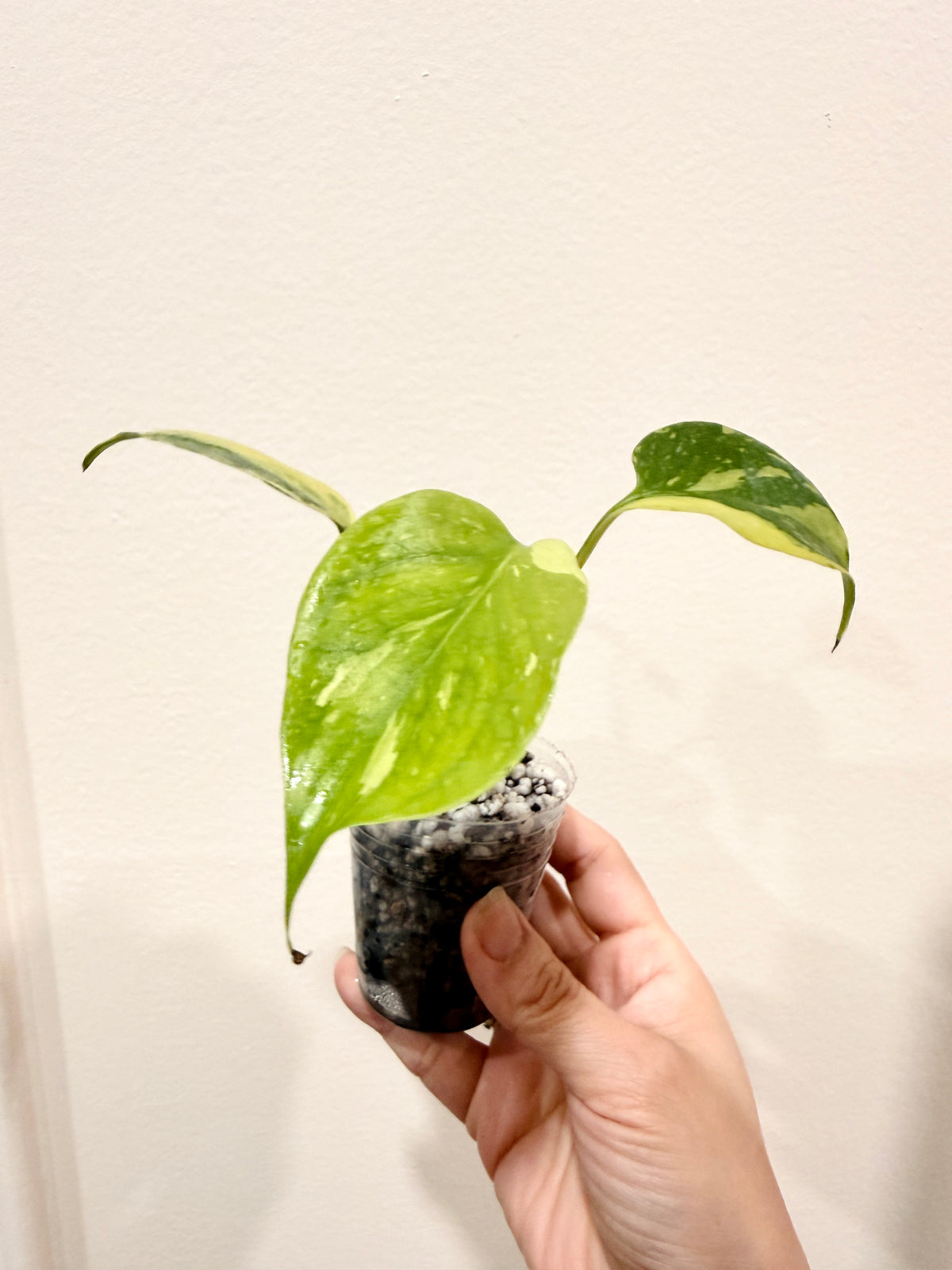 Monstera Electrolyte