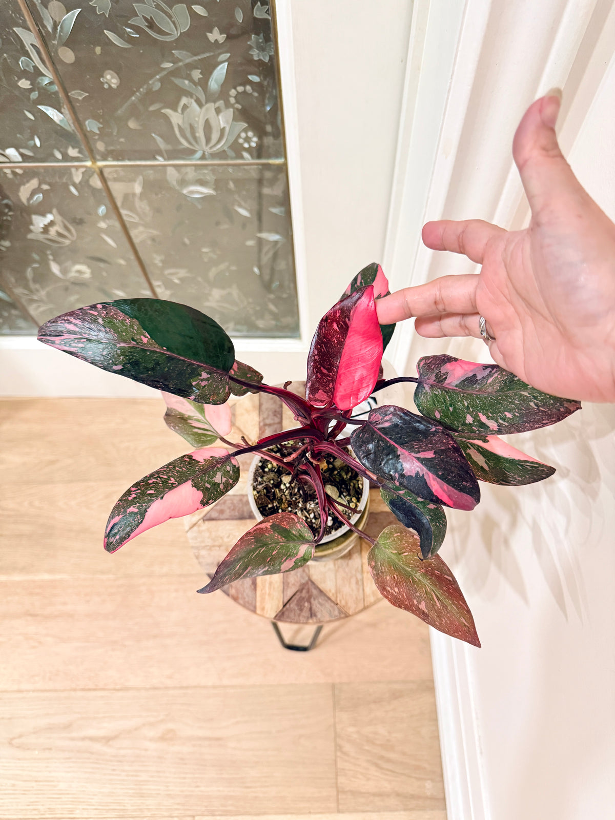 Philodendron Pink Princess Galaxy