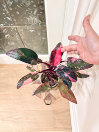 Philodendron Pink Princess Galaxy