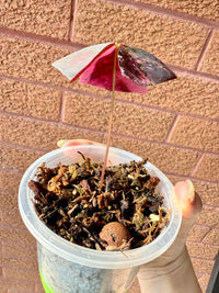 Oxalis Triangularis Variegated