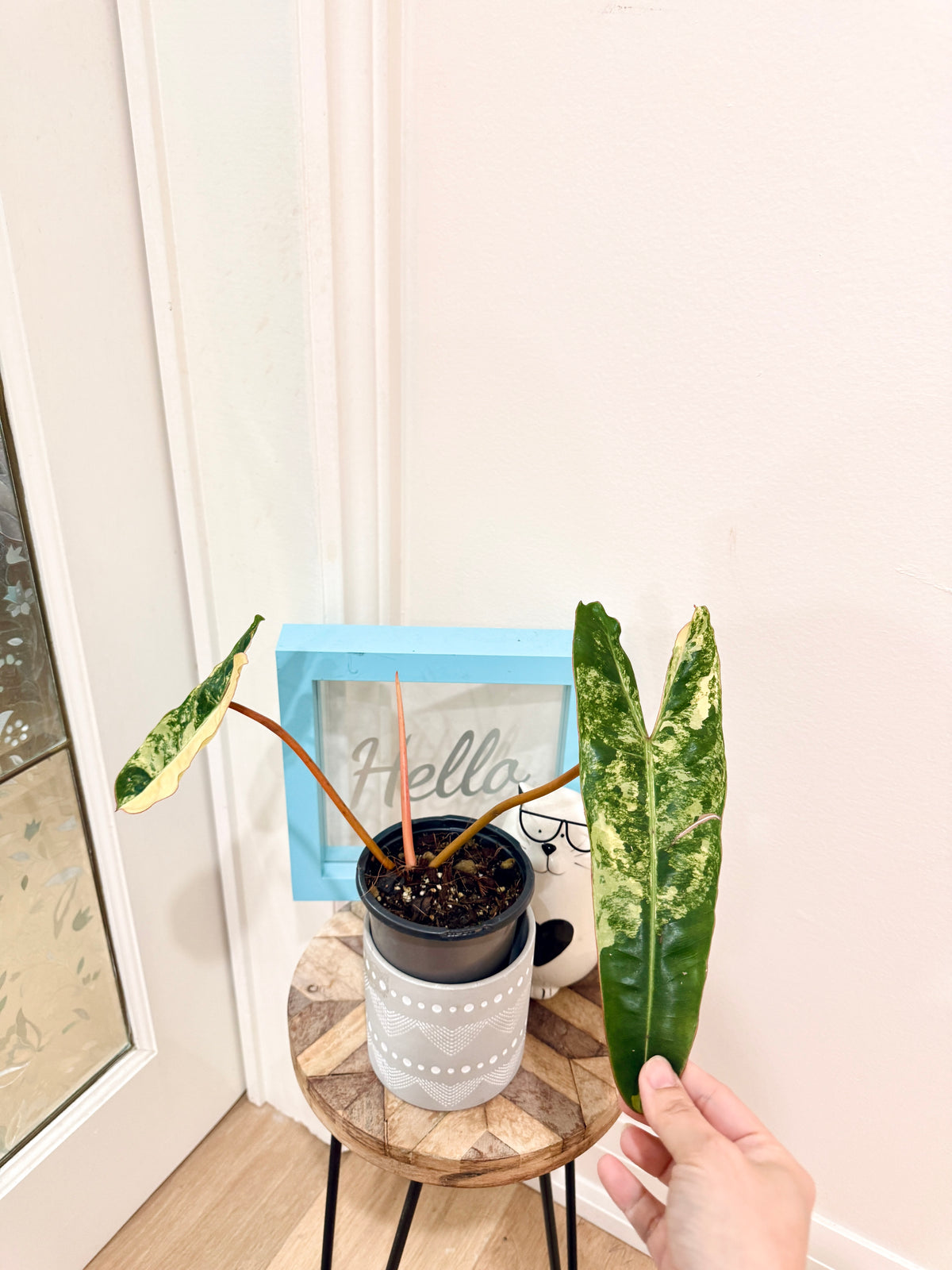Philodendron Billietiae Variegated