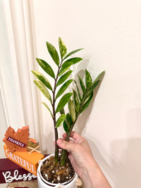 ZZPlant Aurea