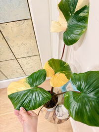 Homalomena Rubescen Peach