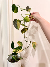 Philodendron Micans Variegated