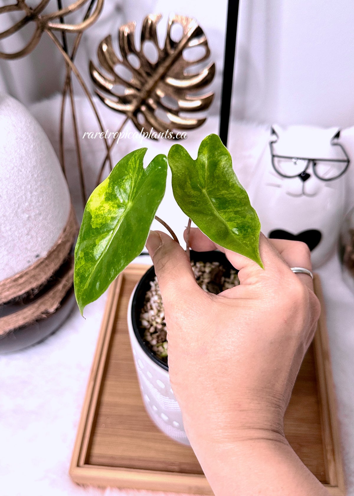 Alocasia Pseudo Sanderiana Aurea