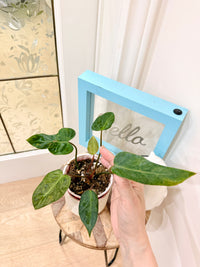 PHILODENDRON EL CHOCO RED X BILLIETIAE VARIEGATE
