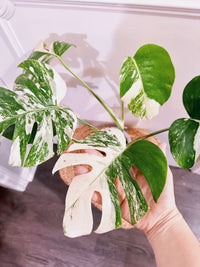 Monstera Albo