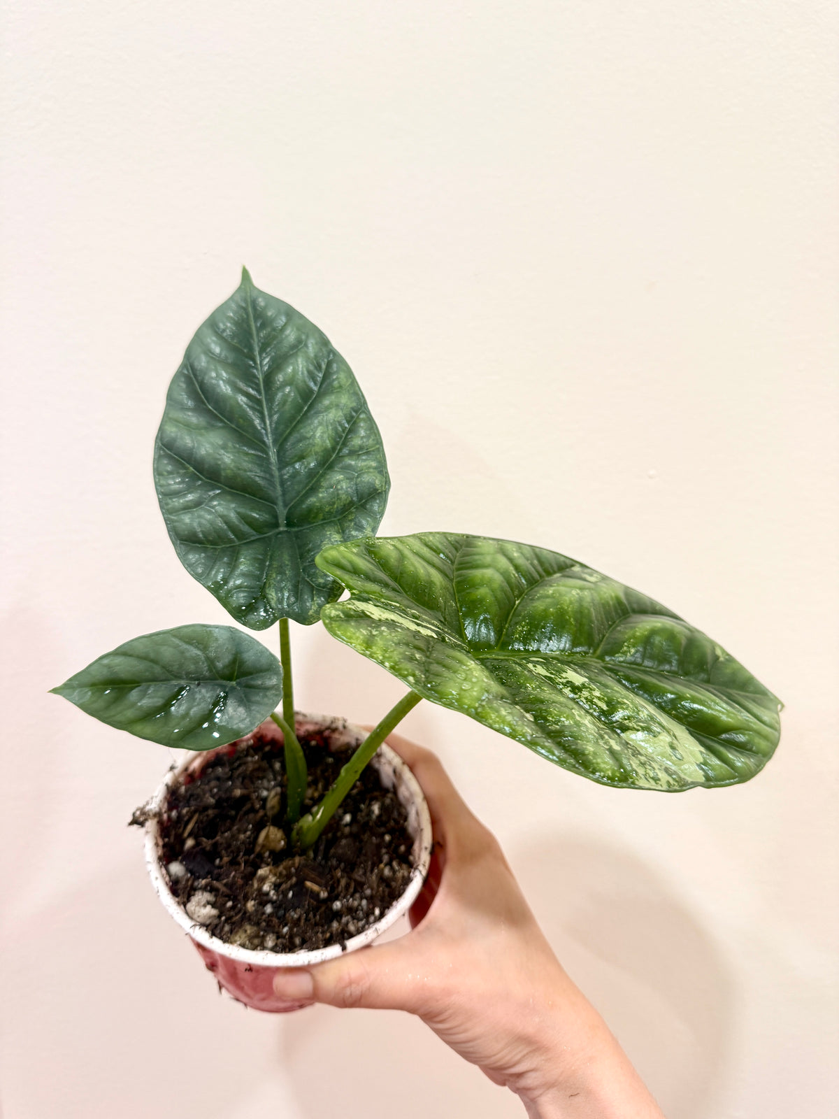 Alocasia Sinuata Albo